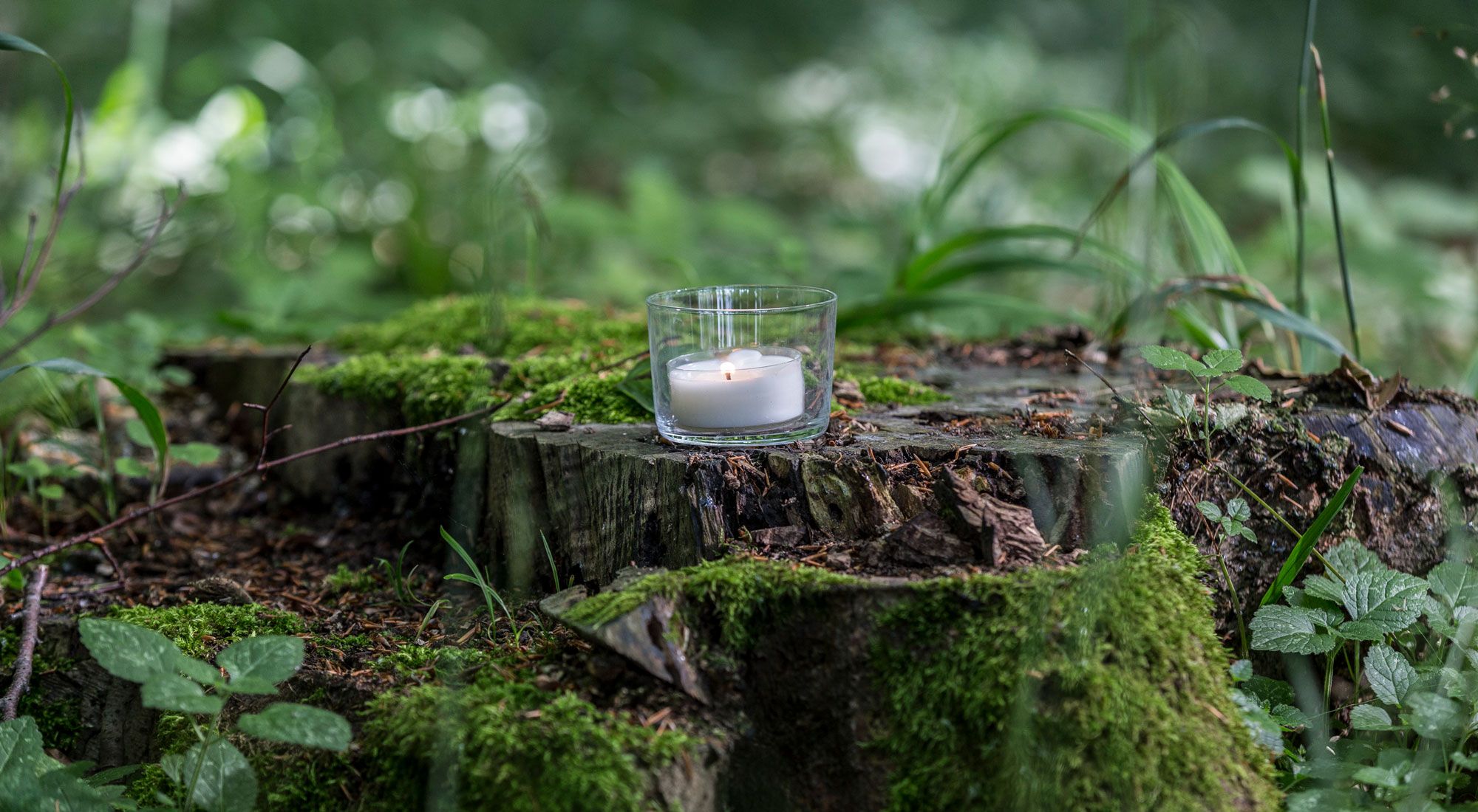 Weißes Teelicht in einem durchsichtigen Glas auf einem Baumstumpf
