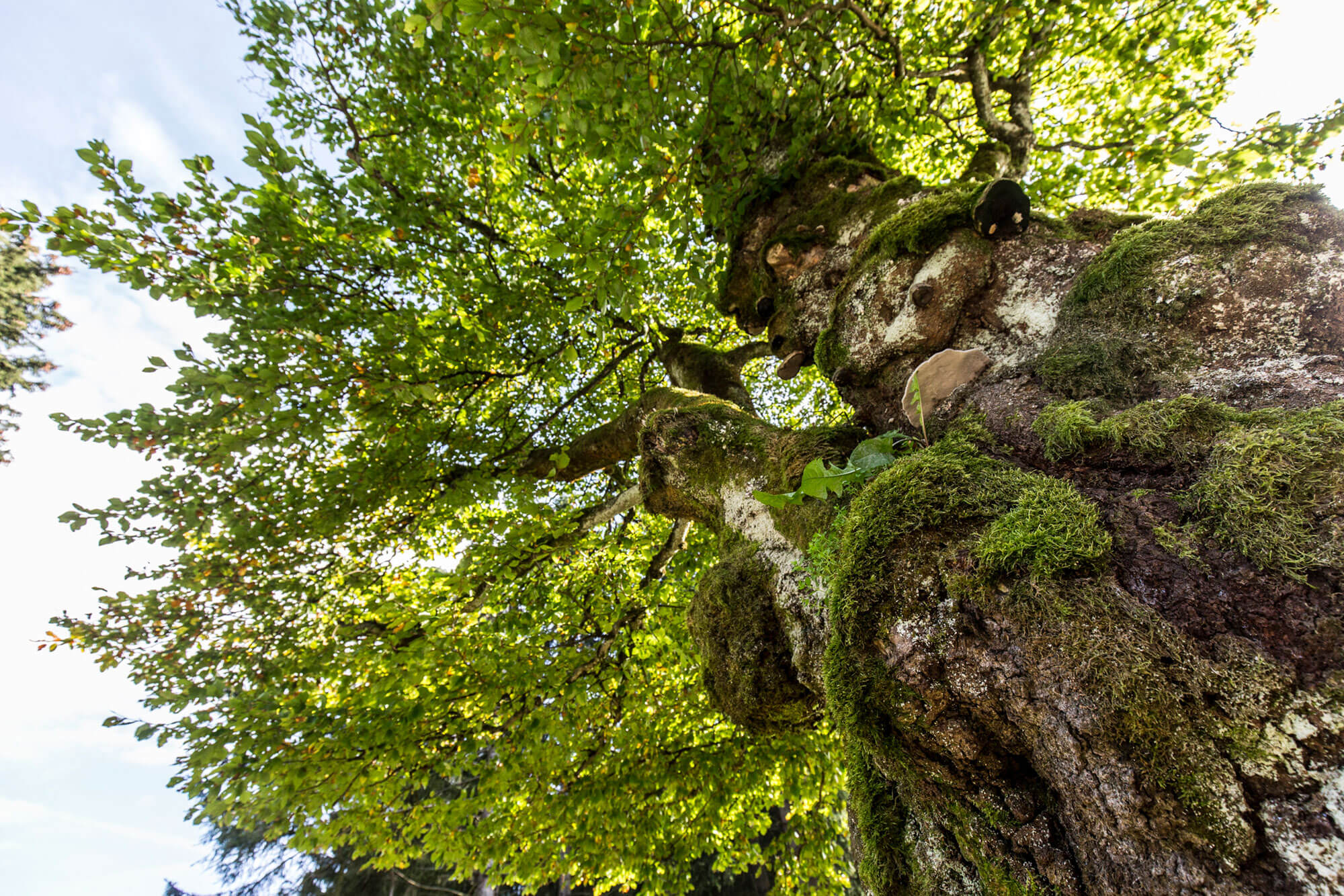 Grüne Baumkrone im Thüringer Wald