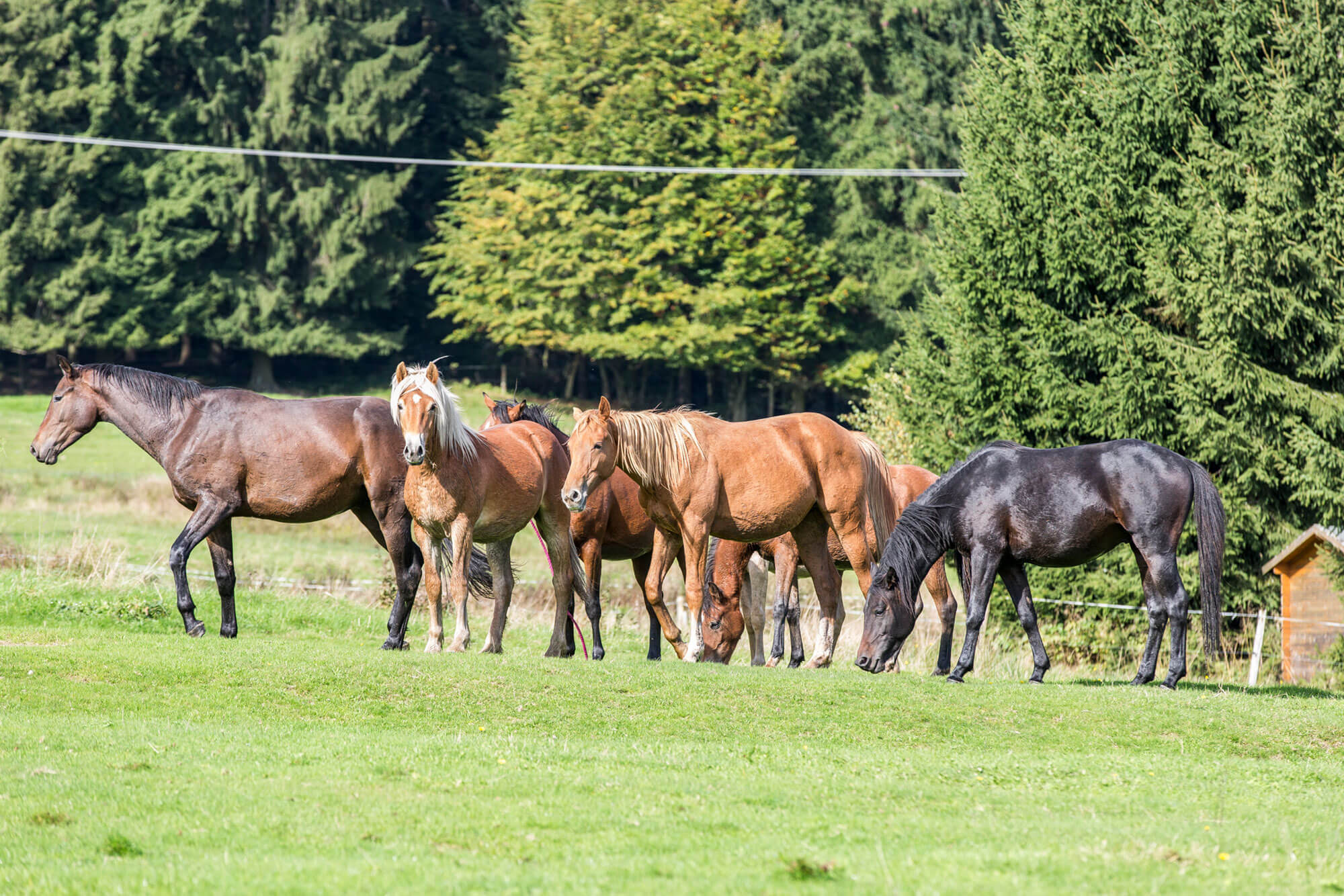 Pferdeherde auf einer Weide in Thüringen