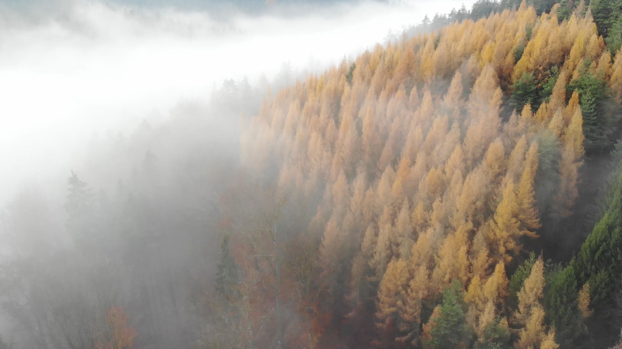 Drohenflug über den Thüringer Wald am Morgen